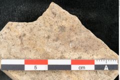 Foto (Detailansicht) von Quercus palaeoilex Ettingshausen (NHMW-GEO-2024-0188-8110)
